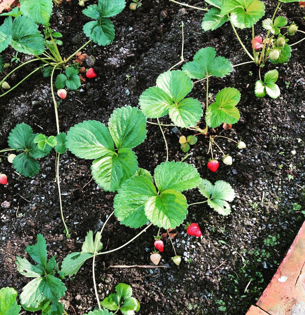 The Strawberries are coming